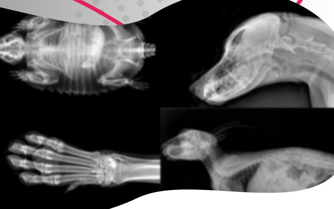 El COVB i UTPR® TECNODOSIS organitzen anualment cursos semipresencials per a obtenir l’acreditació per a dirigir instal·lacions de radiodiagnòstic